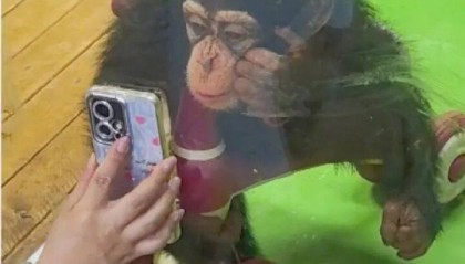 “请大家不要再给猩猩看手机了！”上海野生动物园提醒：会引发健康问题