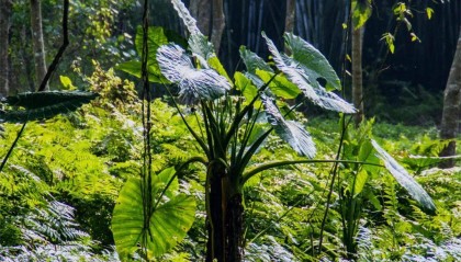 【家常话健康】这4种常见植物有毒！别吃！家里有娃的，尤其要注意→