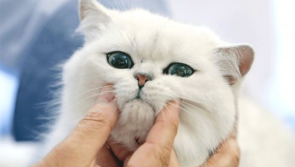 录不录取“虐猫”考生,都应给出令人信服的理由