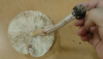 吃了这个，十堰10岁男孩进了PICU！全家多人中招……医生提醒