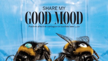 人类如何“读懂”大黄蜂的“感同身受”？