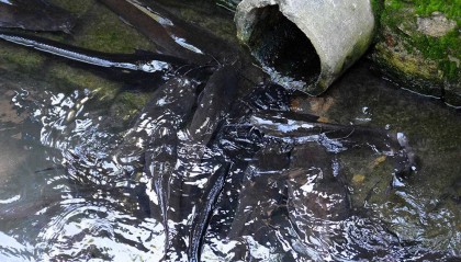 广西南宁下水道清淤时捕获大量鲶鱼,视频拍摄者猜测可能用于疏通下水道