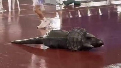 常州输球“小恐龙”被气晕抬走？恐龙园回应：系机械恐龙表演时故障