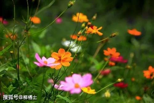 “一路繁花”唱响朋友圈：拒绝躺平才是年轻人的主旋律