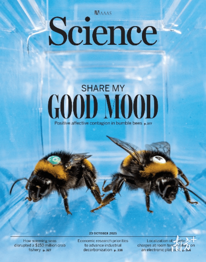 人类如何“读懂”大黄蜂的“感同身受”？