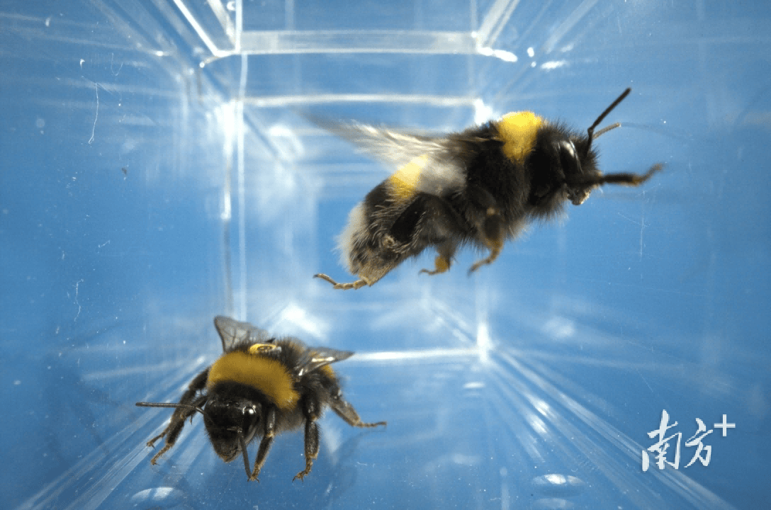 人类如何“读懂”大黄蜂的“感同身受”？